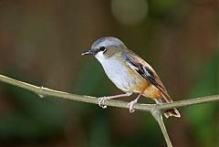 Gray-headed Robin